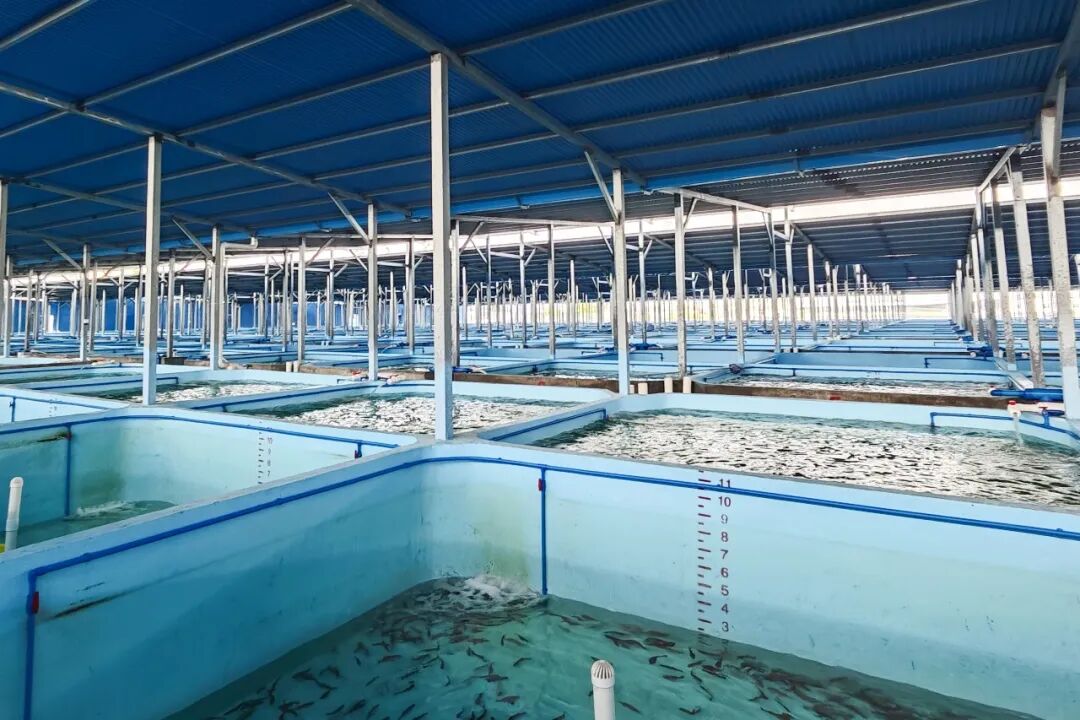 粤海饲料销量高增，夯实基本盘！双线布局东星斑、对虾，拓宽产业成长空间