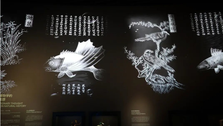 标本+数字光影融合，光峰工程投影点亮深圳自然博物馆